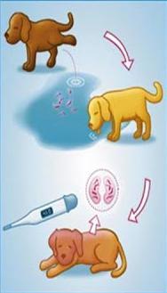 Parvovirose Canina Agente: Parvovírus. Transmissão: Contato com as fezes containadas.