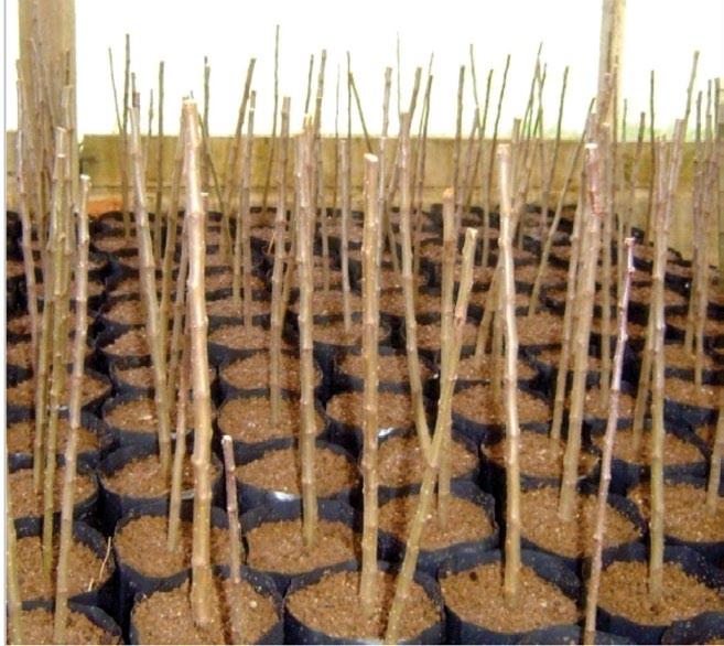 9 Material vegetal Ramos produtivos de macieiras Castel Gala foram coletados em plantas de um pomar com 3 anos de idade, enxertadas sobre