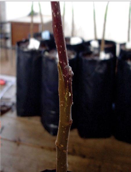 Esses ramos, do tipo brindila, apresentavam comprimento médio de 30 cm diâmetro médio de 10 mm e continham em média 14 gemas.