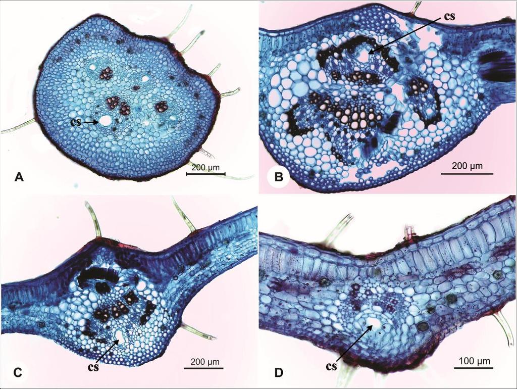 37 Figura 8. Pecíolo e nervura principal de Spondias tuberosa. A. Pecíolo semi-circular. B. Nervura principal, porção basal: biconvexa. C.