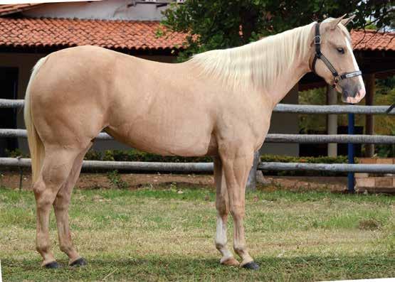 Grande Campeão - RM Superior em Vaquejada com 47 pts. No início de sua campanha como reprodutor já acumula 58 pts, com destaque para: COMANDANTE ROJO GF, DOROTHY ROJO GF, CRISA ROJO GF.