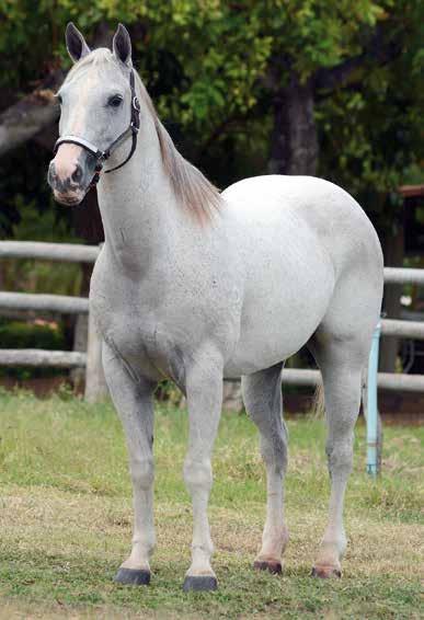 06 Only Silver Fred BCA Reg. em andamento Macho Tordilho 12/02/2017 Oportunidade Única! Filho do consagrado Dom Roxão em mãe Apollo VM.