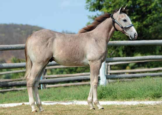 PK DANDY TUFF BAR MISS IZALEINE CRC Dom Roxão DOM ROXAO ETERNALADY: Campeão Derby ABQM/13, Res Campeão Nacional ABQM/13, Registro de mérito ABQM aberta, produtor de 280 pts de RMT em Vaquejada, pai