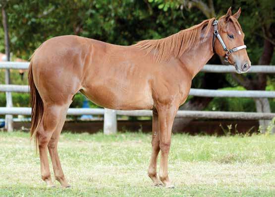 12 Native Wild BCA B009494 Fêmea Alazão 10/04/2016 Reúne os principais raçadores da Vaquejada Pai: ROJO DIEGO WILD HJG SILVER WILD SLN HJG GRAMPOLINHA ROJO WILD DASH SLN DON DIEGO BARS DORINHA