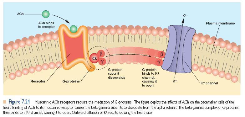 Receptor hormonal,