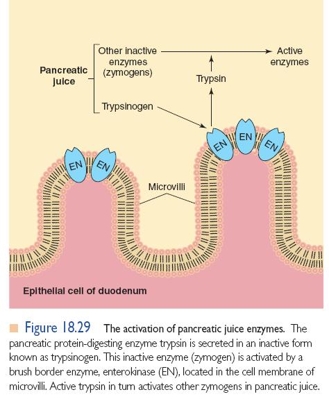 Suporte de enzimas Enzima do suco pancreático liberada na forma