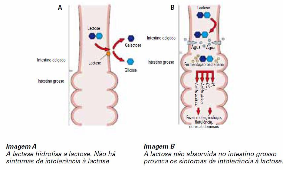 Lactase no