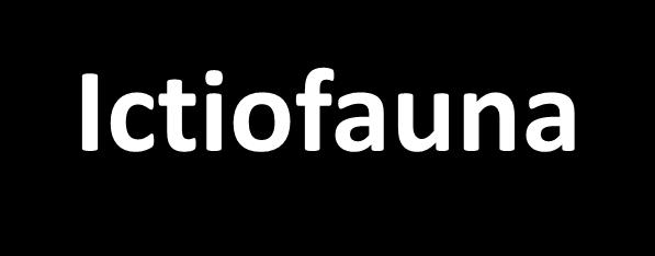 Importância do Monitoramento de Ictiofauna no processo de Licenciamento de empreendimentos Hidrelétricos 5º