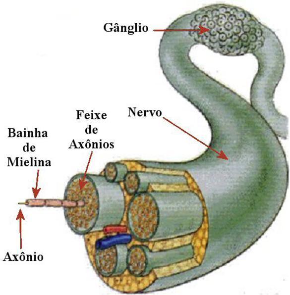 Estrutura de um nervo Cada nervo é formado pela junção de centenas de axônios suportados