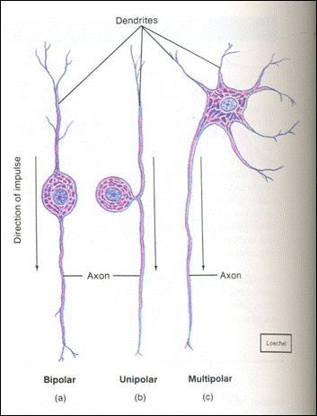Transmissão de impulso nervoso Transmissão nervosa em um neurônio ocorre somente em um sentido.
