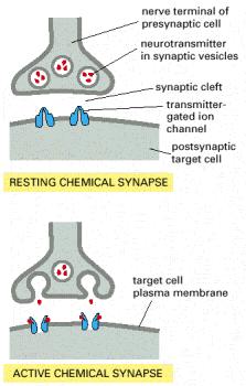 Sinapse química Ao chegar na extremidade do axônio o impulso nervoso estimula a liberação de substâncias chamadas neurotransmissores A liberação de