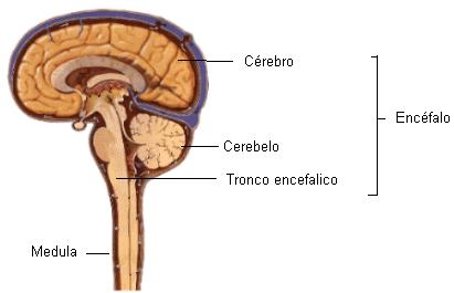 Sist. Nervoso central (SNC): Recebe/processa as informações relacionadas aos sentidos (audição, visão, olfato, paladar e tato) e é dele que partem ordens destinadas aos músculos e glândulas. Sist.