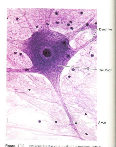 Neurônios Corpo celular- Contêm uma massa de citoplasma granular e organelas.