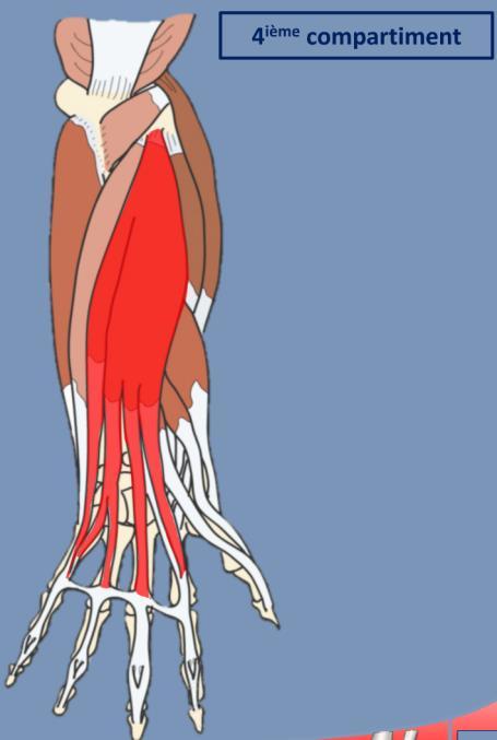 4 Compartimento Extensor dos dedos e extensor do indicador Extensor dos dedos 4 tendões Origem: epicondilo lateral do umero distal Inserção: falnges