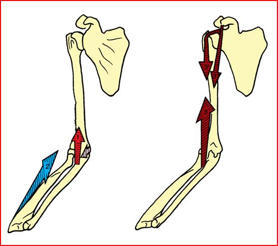 1- Braquial anterior; 2- Braquiorradial; 3- Bíceps.
