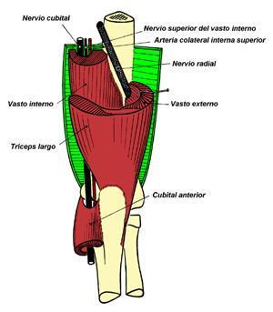 Esta disfunção pode provocar uma neuropatia de compressão do nervo radial no nível da divisória intermuscular externa, que provoca parestesias