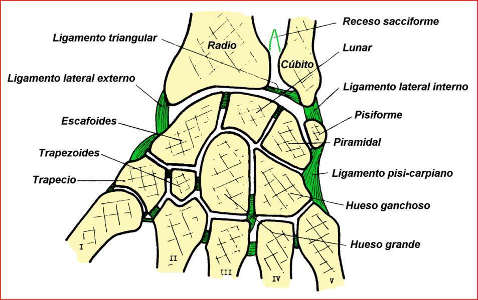 Estes ligamentos, que convergem na cabeça do hamato, são os interósseos, palmares e dorsais.