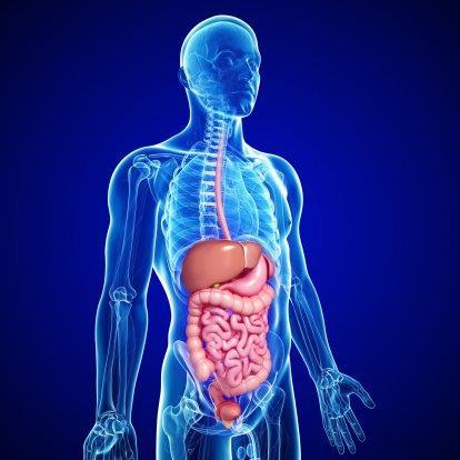 Sistema Digestivo O sistema digestivo é formado pelo tubo digestivo: Cavidade oral, Esôfago, Estômago, Intestino delgado e grosso, Reto, Ânus.