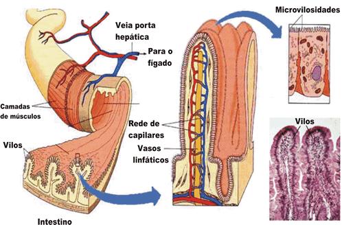 Sistema Digestivo estrutura do tubo digestivo Em todo o tubo intestinal as células de revestimento estão constantemente descamando e sendo substituídas por novas células, originadas por mitose de