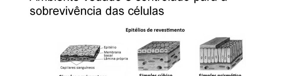 Este ambiente é vedado de maneira especial pelos epitélios de revestimento.