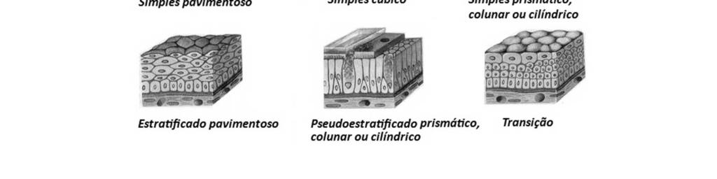 : endotélio (revestimento dos vasos sanguíneos e linfáticos), alvéolos pulmonares. Epitélio simples cúbico: túbulos renais, ovários. Absorção de substâncias.