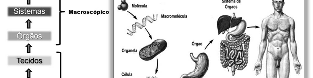 O corpo humano está organizado desde o mais simples até o mais complexo, ou seja, do átomo microscópico ao complexo organismo humano macroscópico. Note essa organização na figura abaixo.