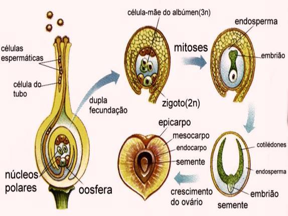 espermático (n) = Zigoto