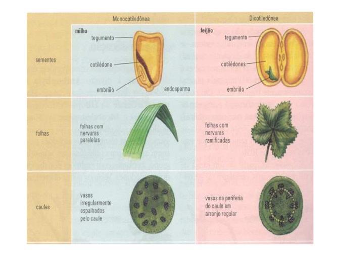 Vasculares ou traqueófitas; Presença de raiz, caule e folhas; Fanerógamas : com semente; Presença de grão de pólen; Esporófito dominante no ciclo de vida; Presença de flores e frutos; Dispersão das