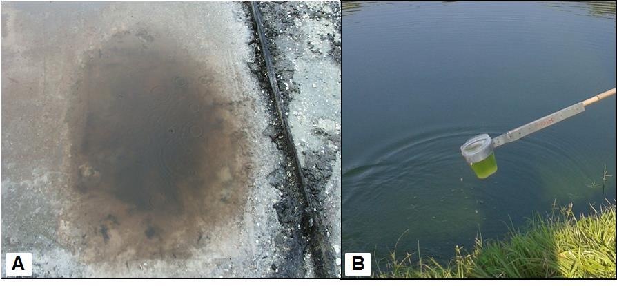 109 Figura 6.1: Coloração da água em seus ambientes de coleta. A - Água rosada da salina (ambiente salino); B - Água esverdeada do lago da Quinta da Boa Vista (ambiente dulcícola).