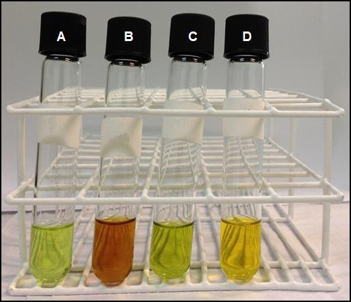 118 6.3.2 Produção de carotenoides totais Na figura 6.7, se encontram os extratos obtidos a partir da extração de carotenoides das biomassas com acetona. Note que os extratos A (C.