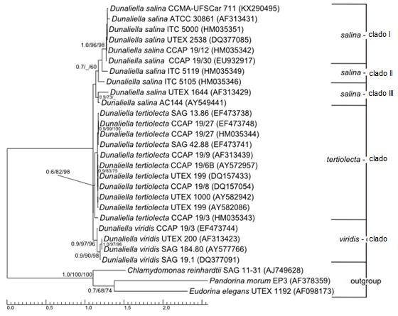 130 Figura 6.12: Árvore filogenética de máxima verossimilhança inferida a partir de sequências de ITS-2 de cepas mencionadas no quadro 5.3. Junto se encontram os valores Bayesian Posterior Probability, Bootstrap ML e Neighbor-Joining com os valores.