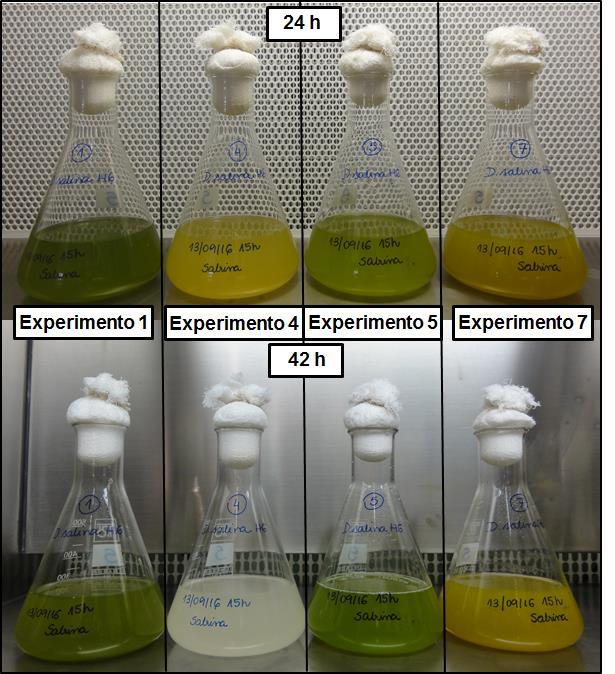 137 aproximadamente, 15 h as culturas dos experimentos 4 e 7 encontravam-se com cor alaranjada, notando-se início de morte celular no experimento 4.