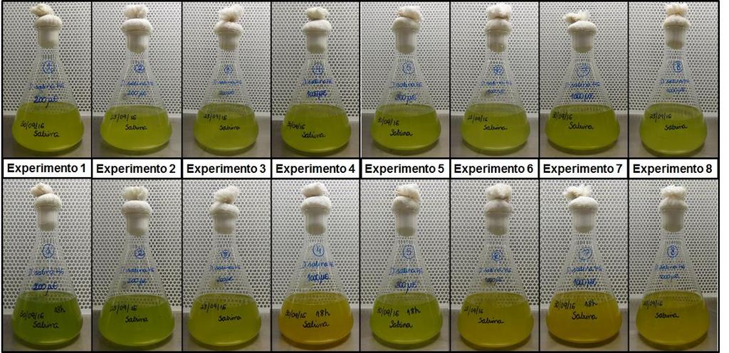 138 alaranjada, indicando maior presença de carotenoides nas células, frente aos demais experimentos. Figura 6.17: Culturas de D.