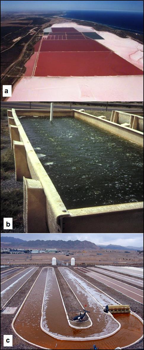 61 Sistemas abertos De acordo com Ling et al. (2009) os sistemas abertos representam os clássicos sistemas de produção de biomassa algal. Os mais comuns são as grandes lagoas rasas (figura 4.