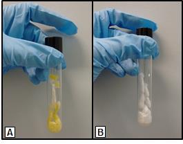 76 carotenoide majoritariamente produzido (β-caroteno) foi quantificado por CLAE (seção 5.4.10). Figura 5.7: Extração de carotenoides de D.