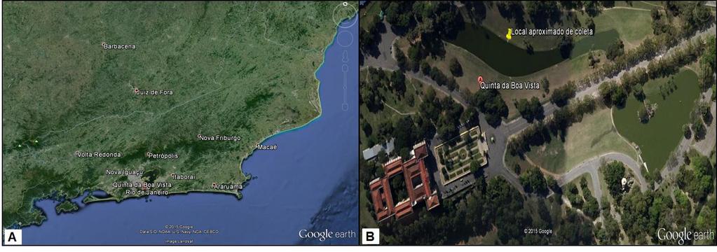 83 5.5.1 Coleta de microalgas em diferentes ambientes Com o objetivo de obter espécie(s) de microalga(s) de diferentes ambientes, dulcícola e salino, foram realizadas duas coletas.