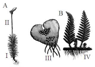 d) II indica os anterozoides produzidos pelo esporófito. e) As estruturas indicadas por IV são gametófitos.