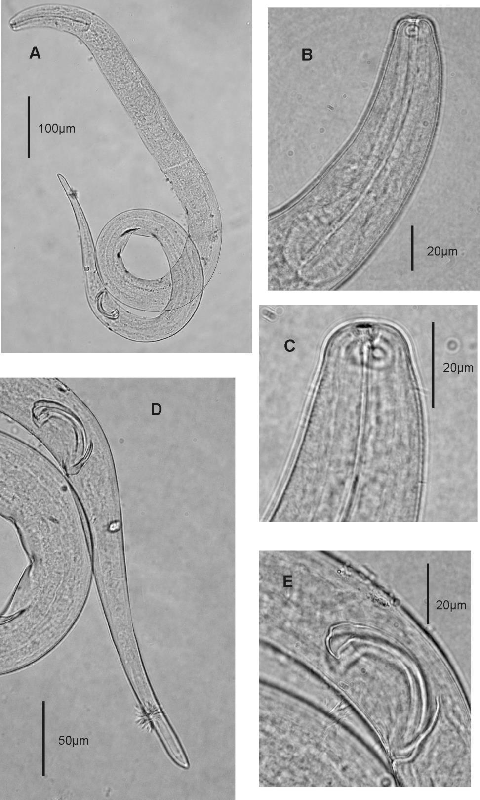 Figura 18: Fotos de microscopia óptica de S. parasitifera.