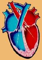 2º CICLO CARDÍACO Consiste em 2 períodos: Sístoles (contração): os ventrículos se