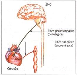 3º CONTROLE DO CORAÇÃO PELO SISTEMA NERVOSO O coração é inervado pelos nervos simpático e parassimpático, que são antagônicos em sua função.