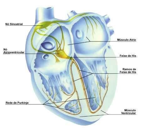4º AUTOMATISMO DO CORAÇÃO O coração trabalha automaticamente, sob controle do sistema nervoso, mas o impulso da atividade cardíaca origina-se no coração.