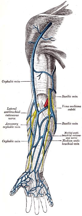(a) (b) Figura II.2: A - Mostra a direita à trama arterial da região do antebraço, destacando os ramos da artéria ulnar.