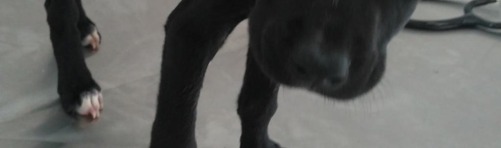 Relato de caso Foi atendido no hospital veterinário Clinvip, na cidade de Vicente Pires-DF, um canino da raça American Staffordshire Terrier, macho, com 3 meses e 20 dias de idade, pesando 3,0 kg,