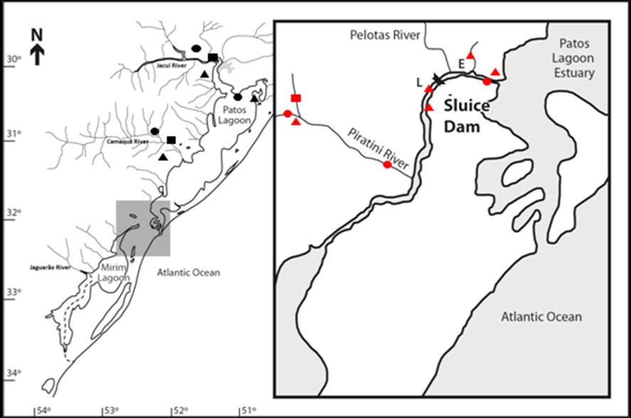 Records of long distance migratory fish 89 Burns et al. 2006, Teixeira de Mello et al. 20, Moura et al. 202).