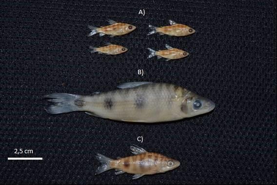 Individuals of Megaleporinus obtusidens from (A) Pontal da Barra, a wetland