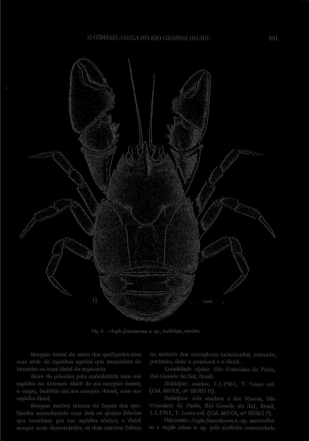 O GÊNERO AEGLA NO RIO GRANDE DO SUL 891 Fig. 6 - Aegla franciscana n. sp., holótipo, macho.