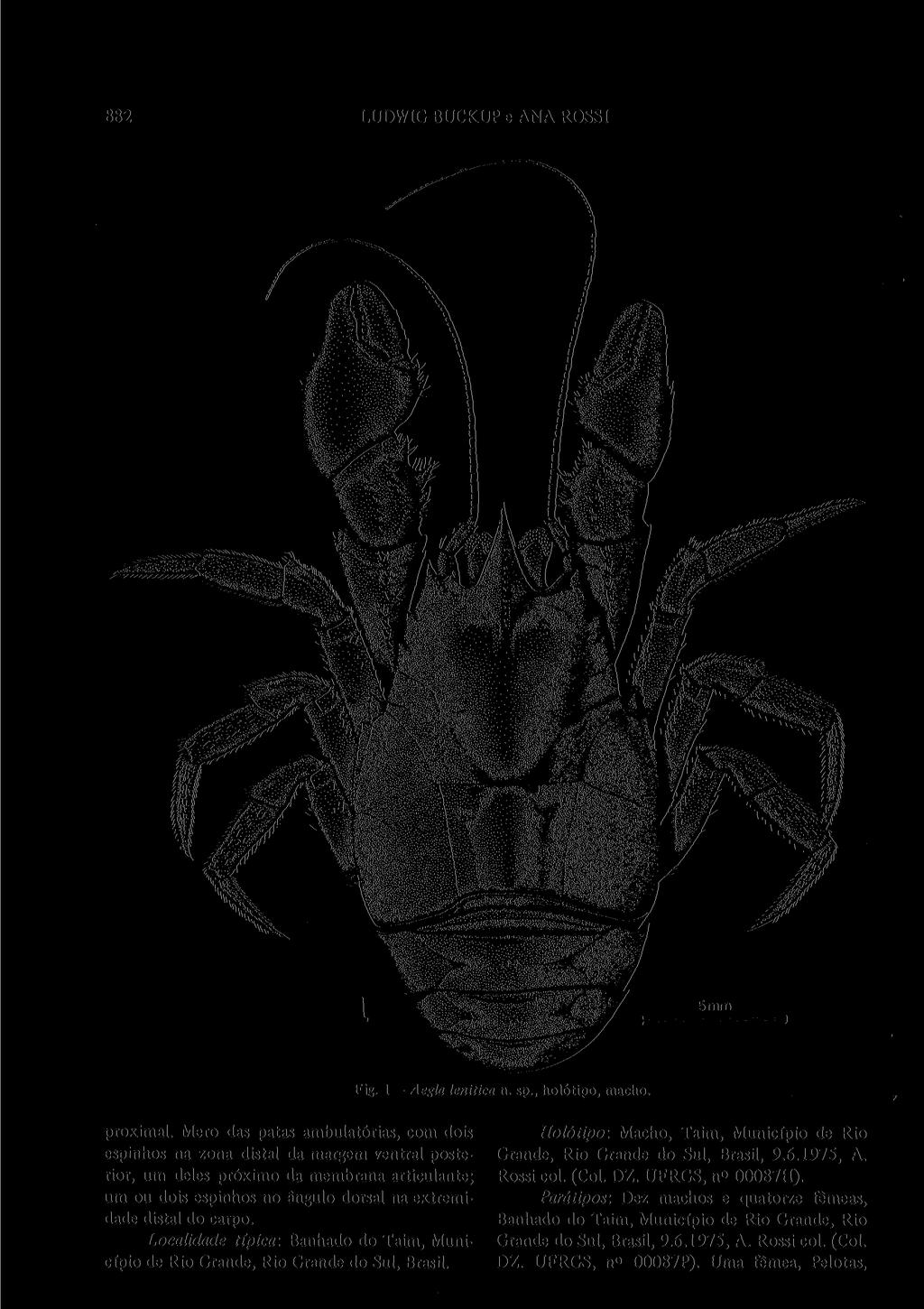 882 LUDWIG BUCKUP e ANA ROSSI M mm 'ám 5mm Fig. 1 - Aegla lenitica n. sp., holótipo, macho. proximal.