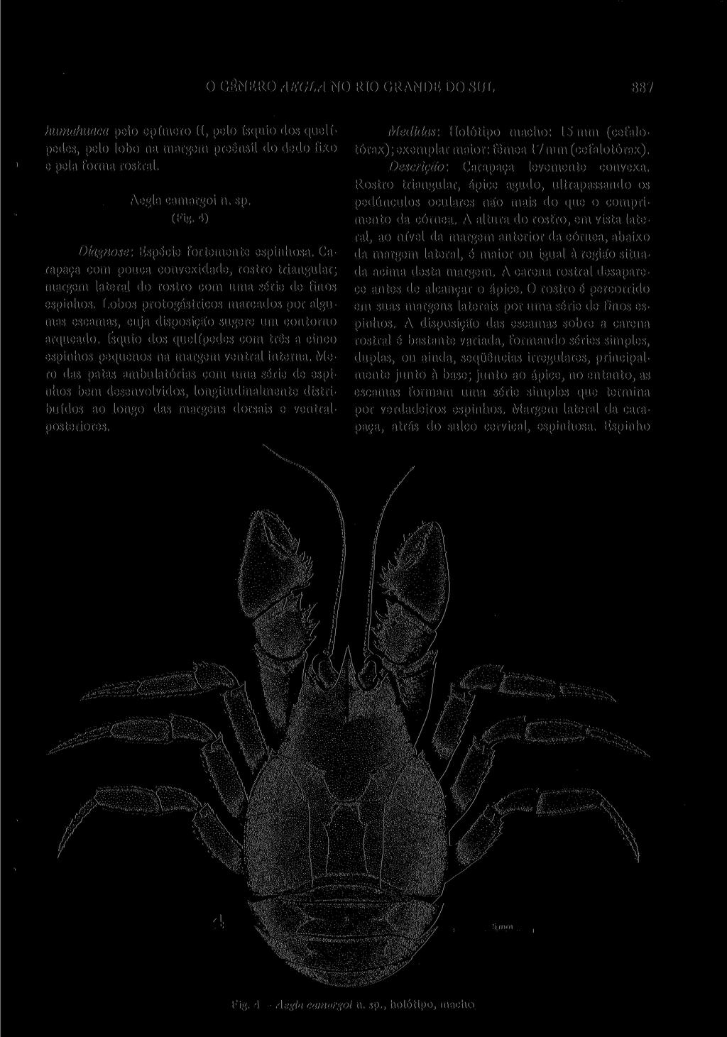 O GÊNERO AEGLA NO RIO GRANDE DO SUL 887 humahuaca pelo epímero II, pelo ísquio dos quelípedes, pelo lobo na margem preênsil do dedo fixo e pela forma rostral. Aegla camargoi n. sp. (Fig.