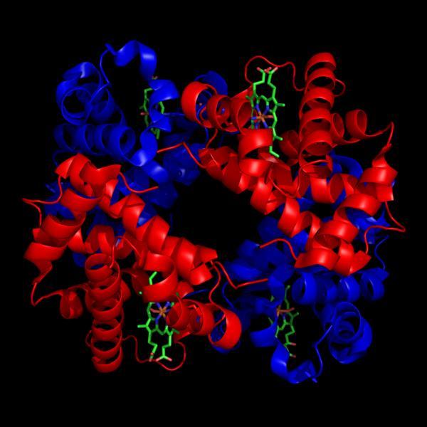 Pense: porque o íon Fe 2+ forma estruturas octaédricas em grande parte dos