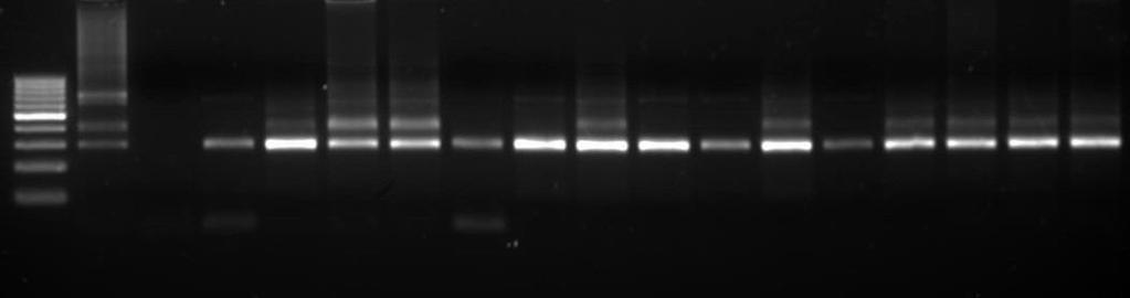 5 AMPLIFICAÇÃO PELA REAÇÃO EM CADEIA DA POLIMERASE A amplificação pela PCR revelou a presença de fragmentos de 330pb da amplificação dos fragmentos dos minicírculos do K-DNA, para todos os grupos,